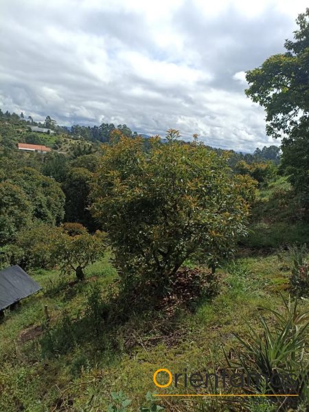 Casa para la venta en Rionegro - Llanogrande el codigo es 19236 foto numero 23